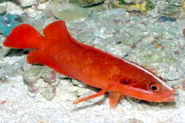 Red Podge Soapfish, Suttonia suttoni