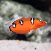 Clown Wrasse, Coris Gaimardm