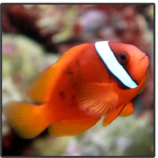 Red Tomato Clownfish, Amphiprion frenatus (pairs)