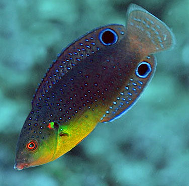 Twistii Tamarin Wrasse, Anampses twistii