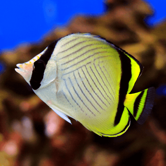 Vagabond Butterflyfish, Chaetodon vagabundus