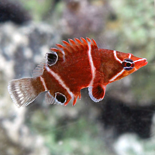 White Banded Possum Wrasse, Wetmorella albofasciata