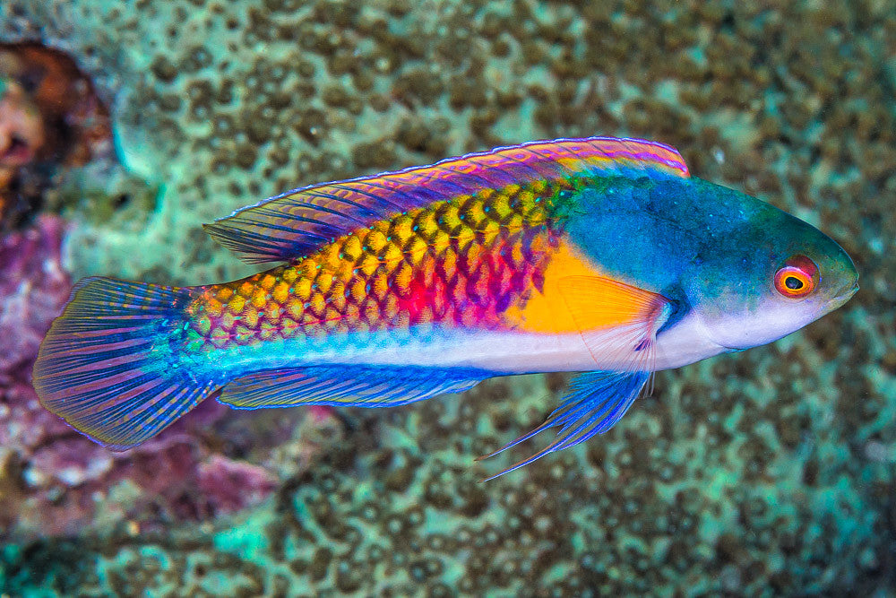 Yellow flanked Fairy Wrasse, Cirrhilabrus Ryukyuensis