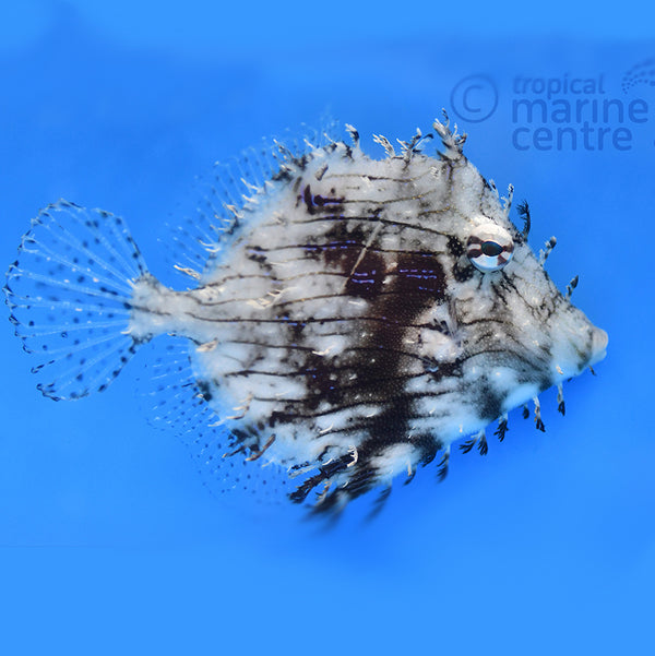 Tassle filefish, Chaetodermis penicilligerus – The Reef Experience