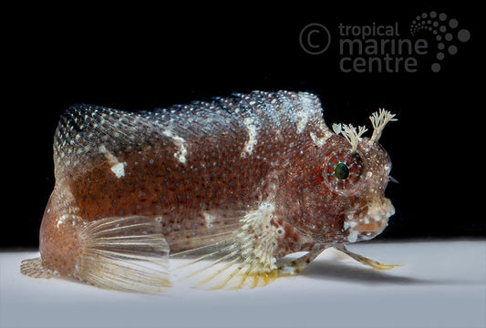 Jewel Algae Blenny Salarias ramosus