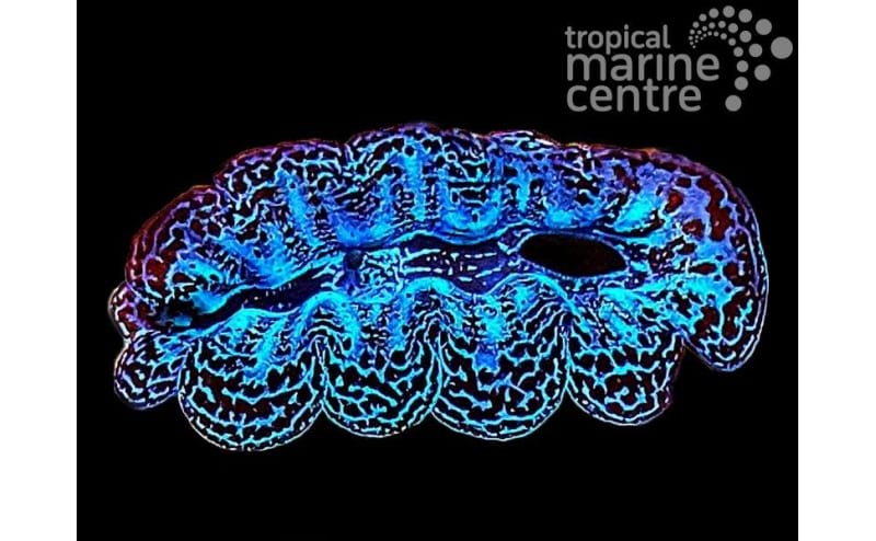 Crocea Crocea Clam ultra, Tridacna crocea – The Reef Experience