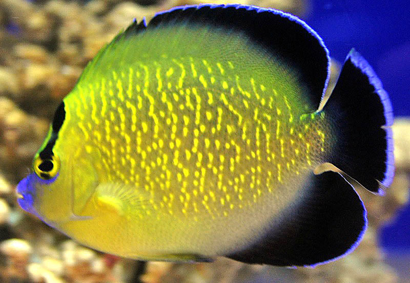 Goldflake Angel, Apolemichthys xanthopunctatus.(tank bred)