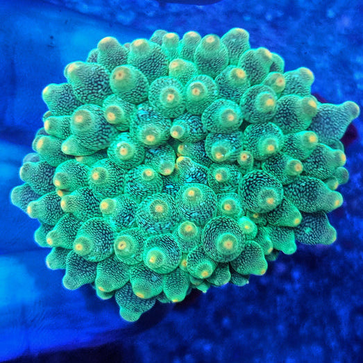 Green Bubble Anemone