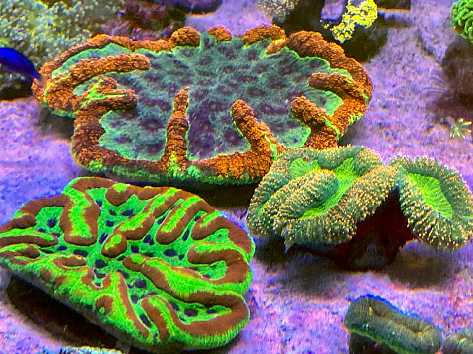 A sample of our coral range