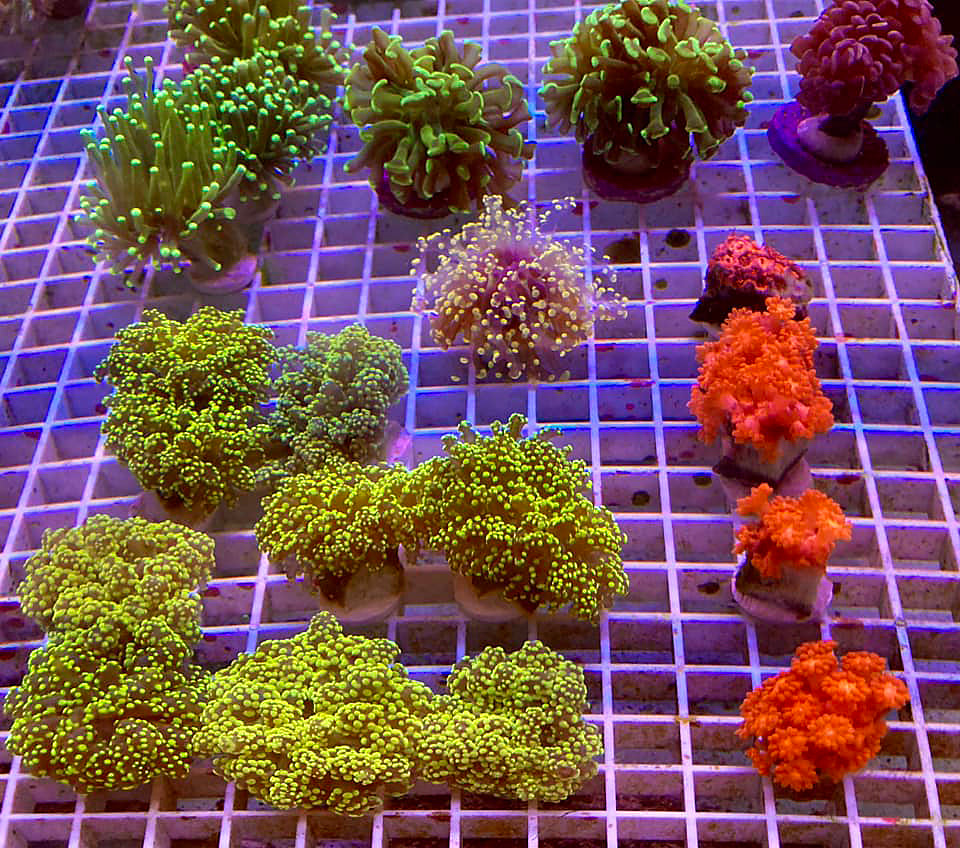 A sample of our coral range