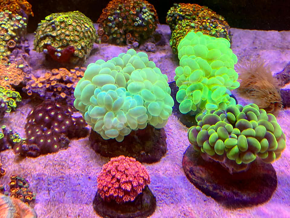 A sample of our coral range