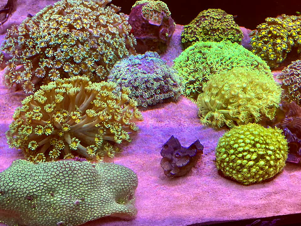 A sample of our coral range