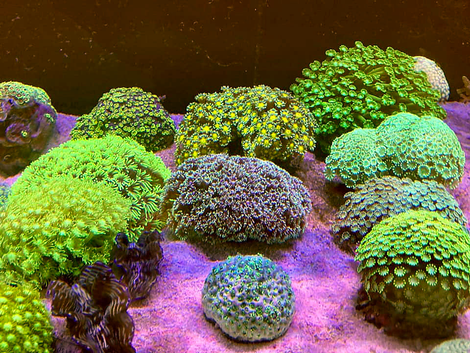 A sample of our coral range