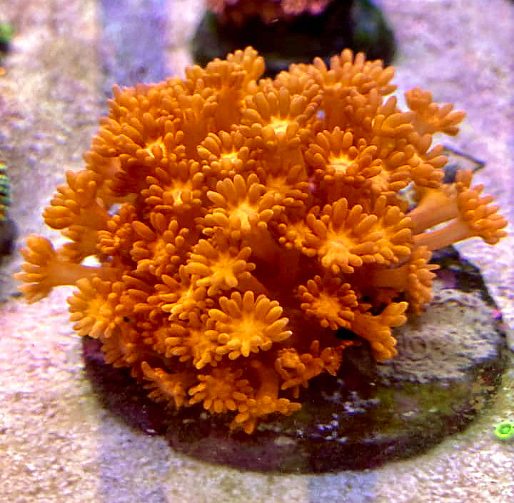 A sample of our coral range