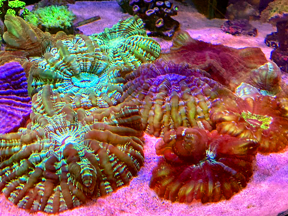 A sample of our coral range