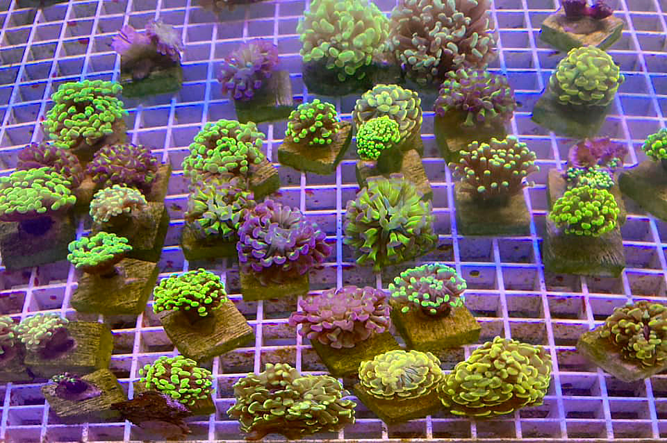 A sample of our coral range