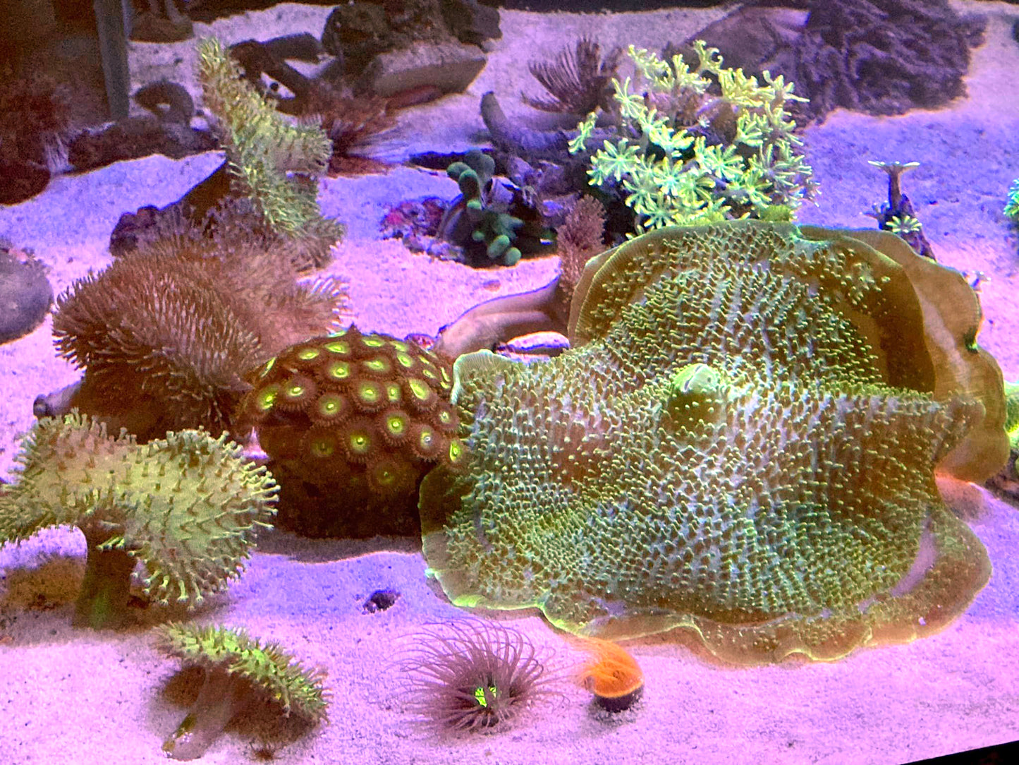 A sample of our coral range