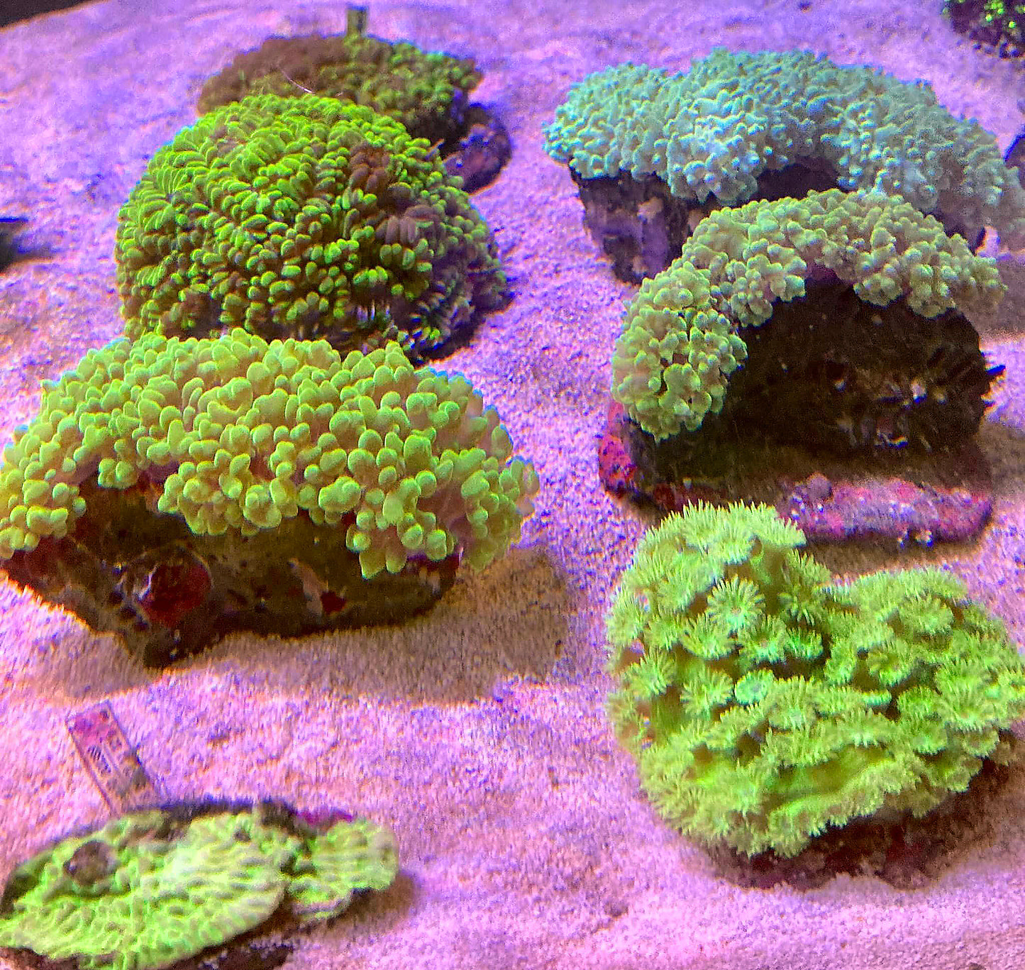 A sample of our coral range