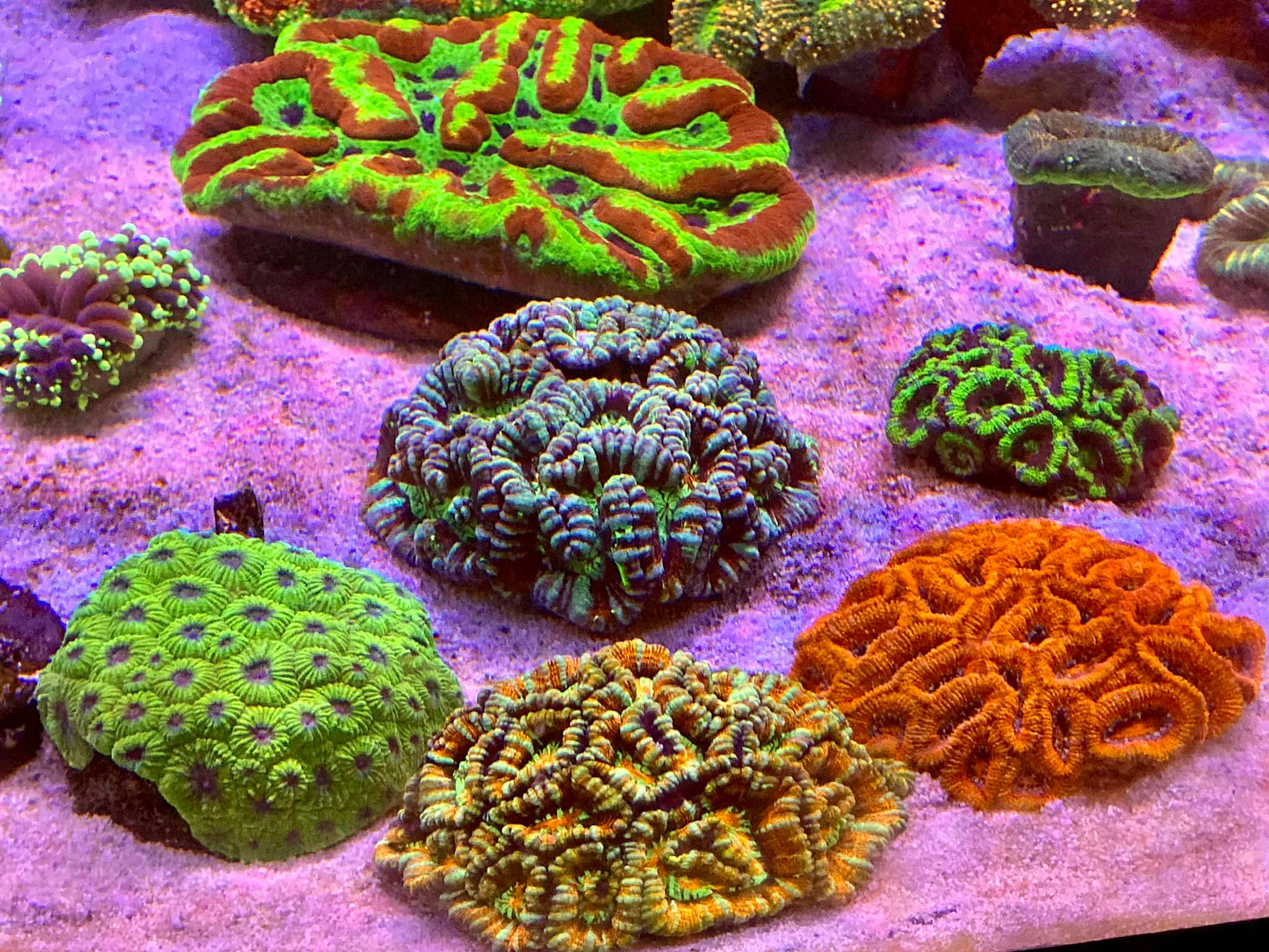 A sample of our coral range
