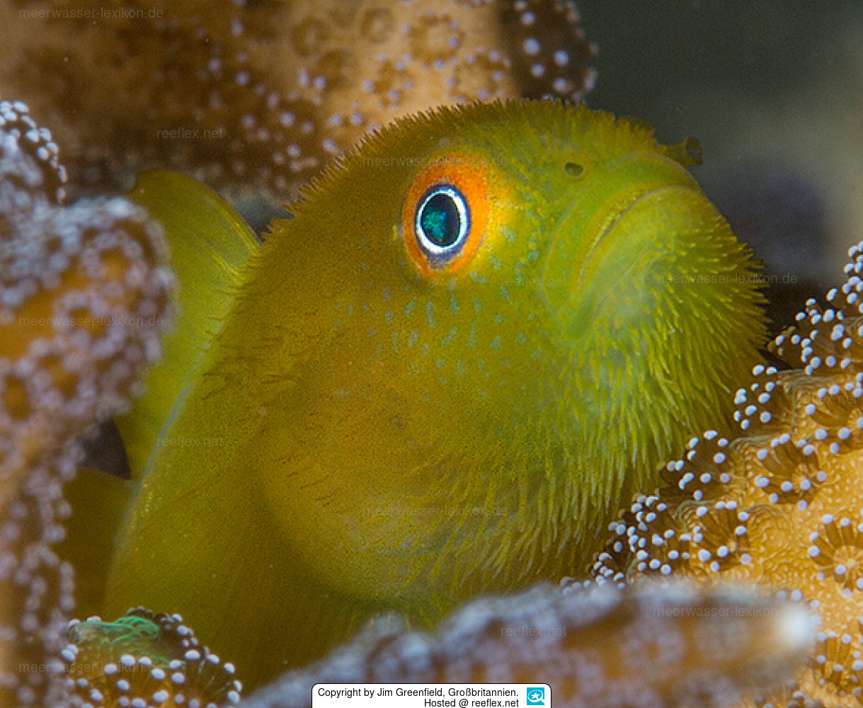 Yellow Prickly-head Goby, Paragobiodon Xanthosomus