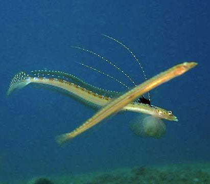 Blue Spot Sanddiver, Trichonotus setigerus