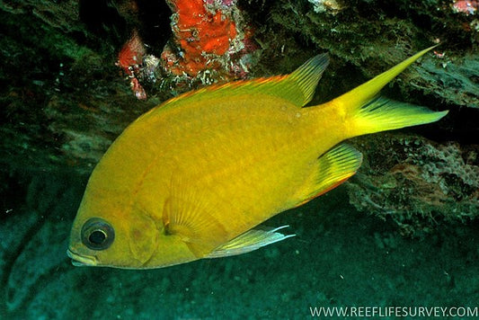 Gold Chromis, Chromis analis