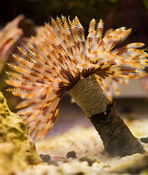 Feather Duster Assorted, Sabellastarte Sp.