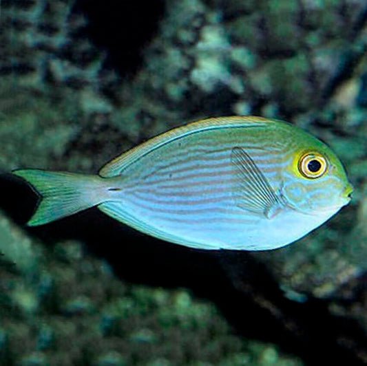 Round Face Tang, Acanthurus mata