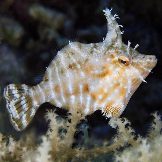 Aiptasia Eating filefish, Acreichthys tomentosus