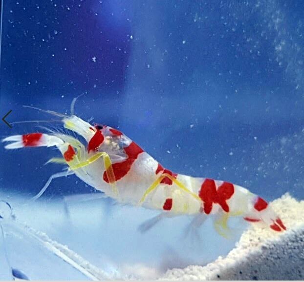 Yasha Shrimp Goby Stonogobiops yasha/ Randals pistol shrimp pair
