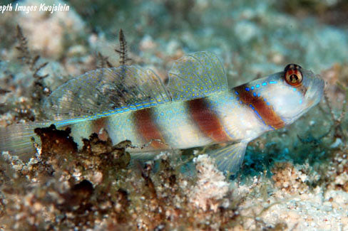 Orange Banded Prawn Goby + Randall's pistol shrimp pairs