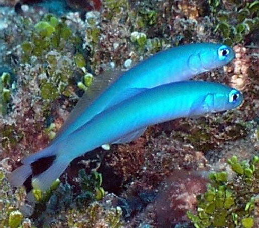 Blue Gudgeon Goby, Ptereleotris Heteroptera