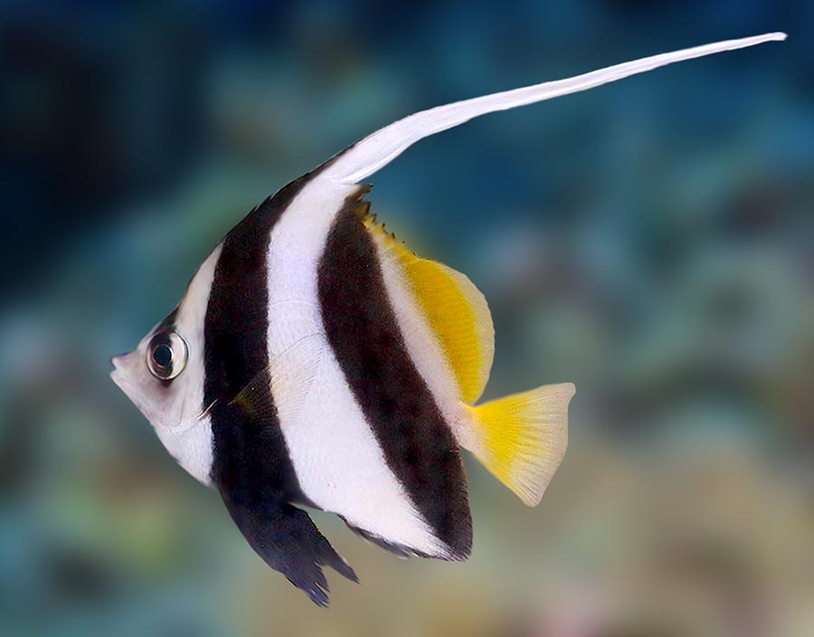 Long Fin Bannerfish, Heniochus Acuminatus