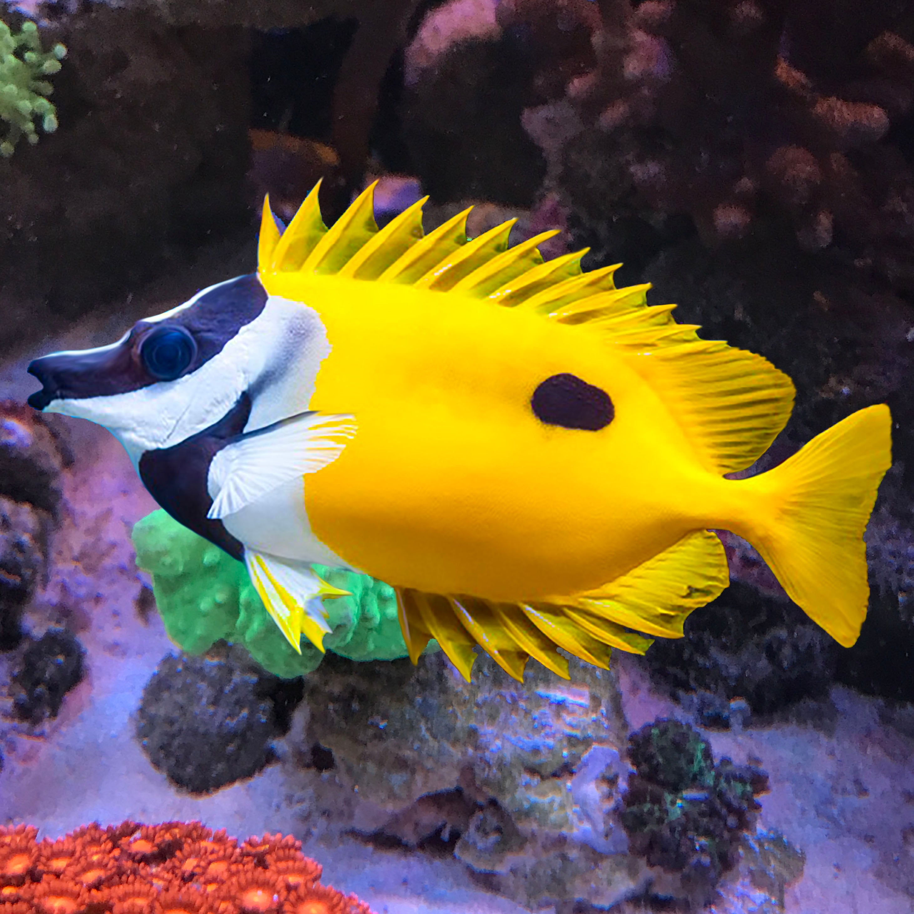 Black Spot Foxface, Siganus unimaculatus – The Reef Experience