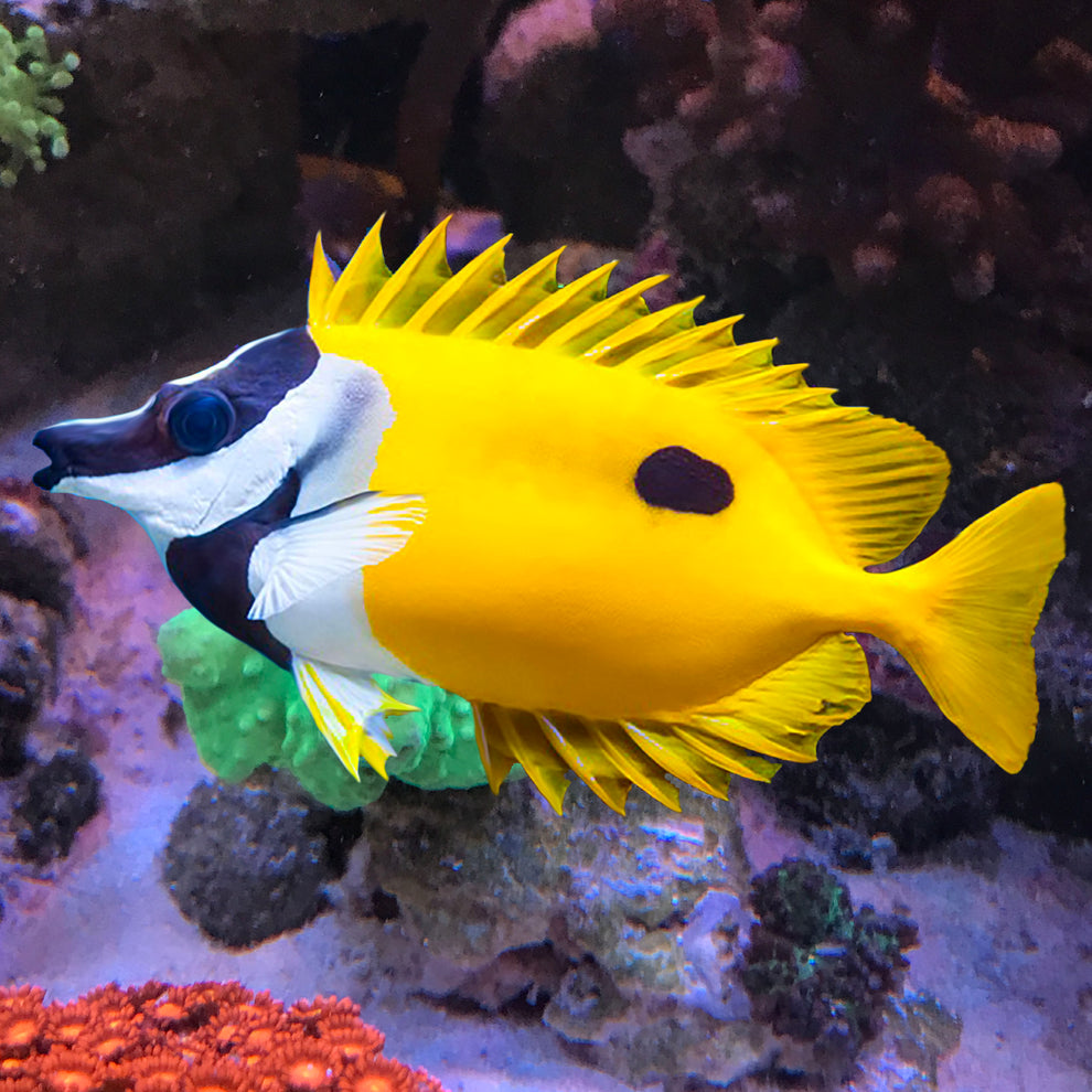 Black Spot Foxface, Siganus unimaculatus – The Reef Experience