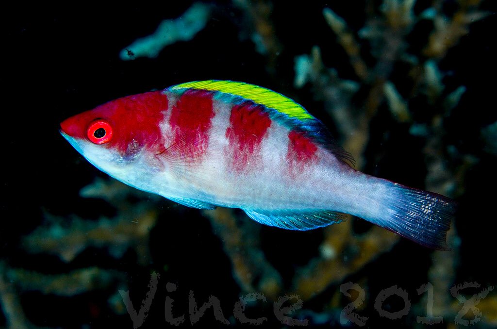 Yellow Fin Fairy Wrasse, Cirrhilabrus flavidorsalis