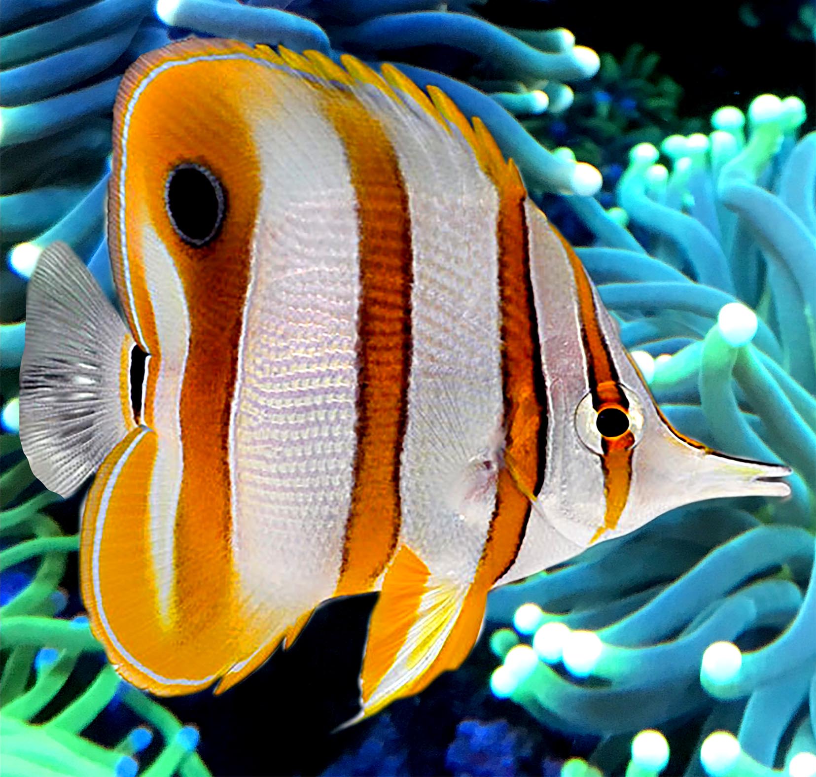 Copperband Butterfly, Chelmon rostratus. – The Reef Experience