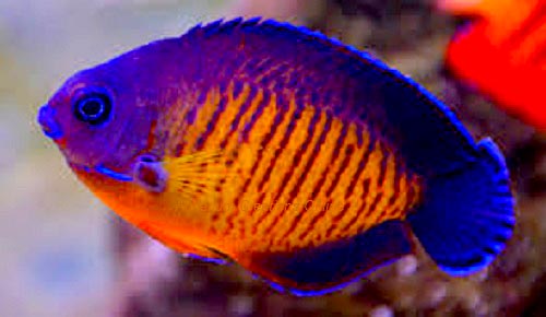 Coral Beauty ( Centropyge bispinosus)