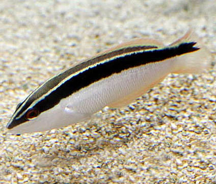 Blackstripe Coris Wrasse, Coris Pictoides
