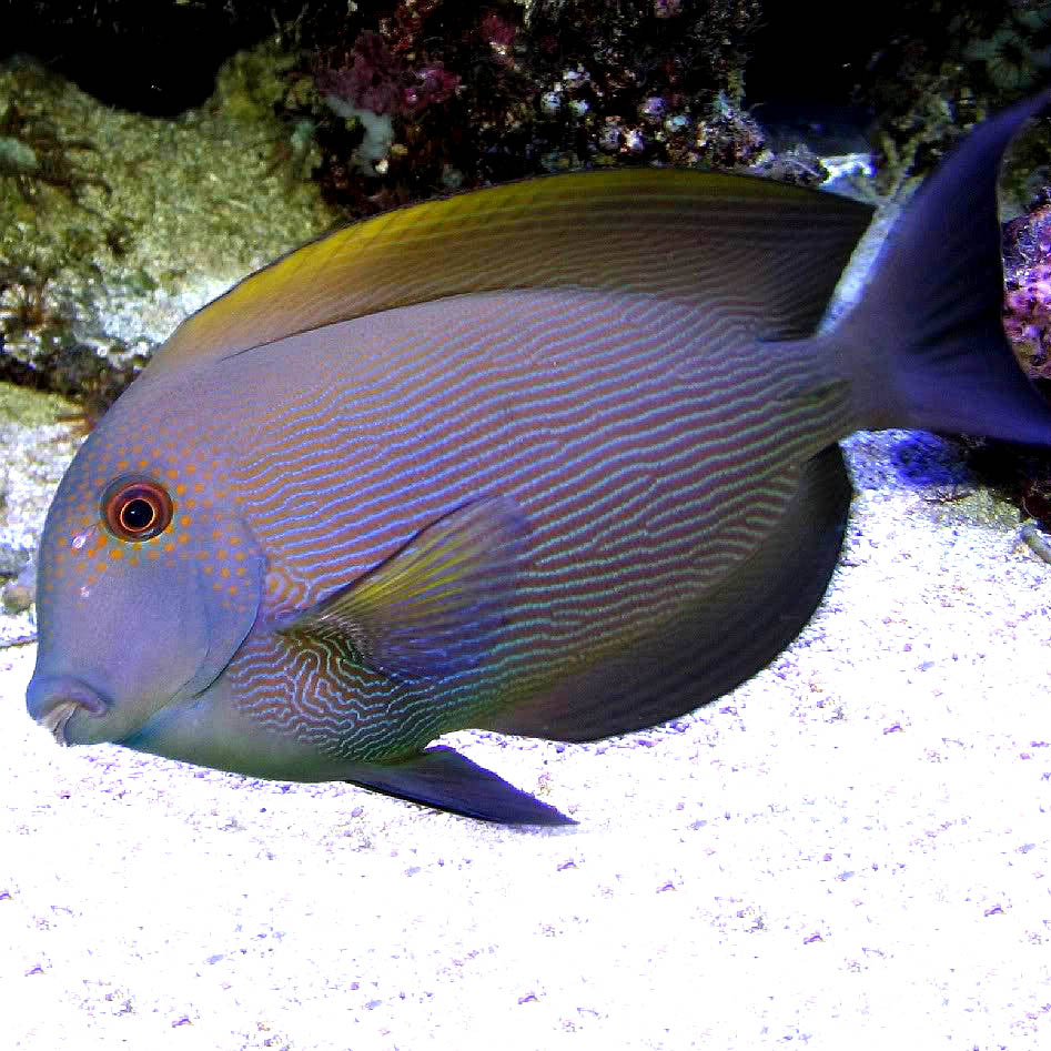 Orange Stripe Bristletooth Tang,  Ctenochaetus cf. striatus