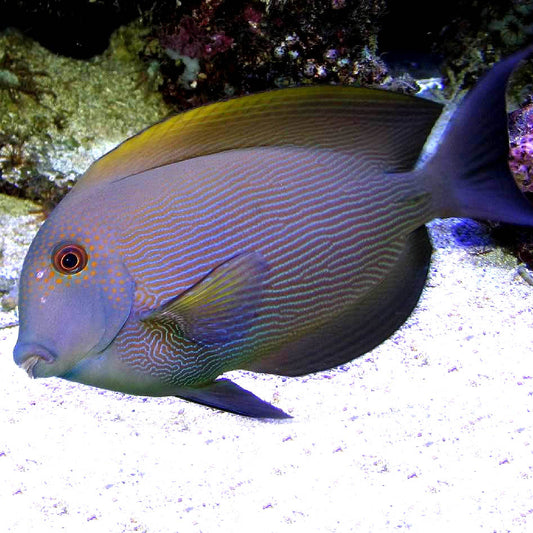 Orange Stripe Bristletooth Tang,  Ctenochaetus cf. striatus