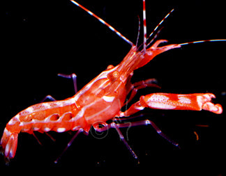 Scarlet Pistol Shrimp Alpheus armatus
