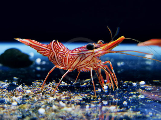 Dancing Camel Shrimp