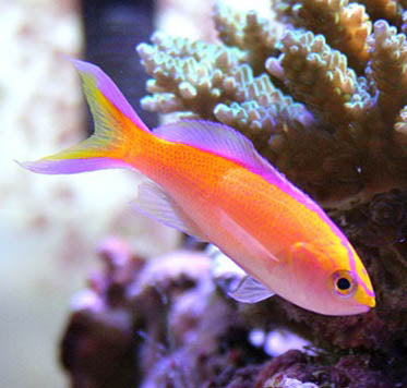 Diamond Anthias Pseudanthias parvirostris (male and 2 females)