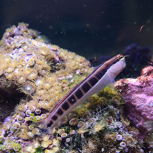 Dot Dash Blenny (Ecsenius lineatus)