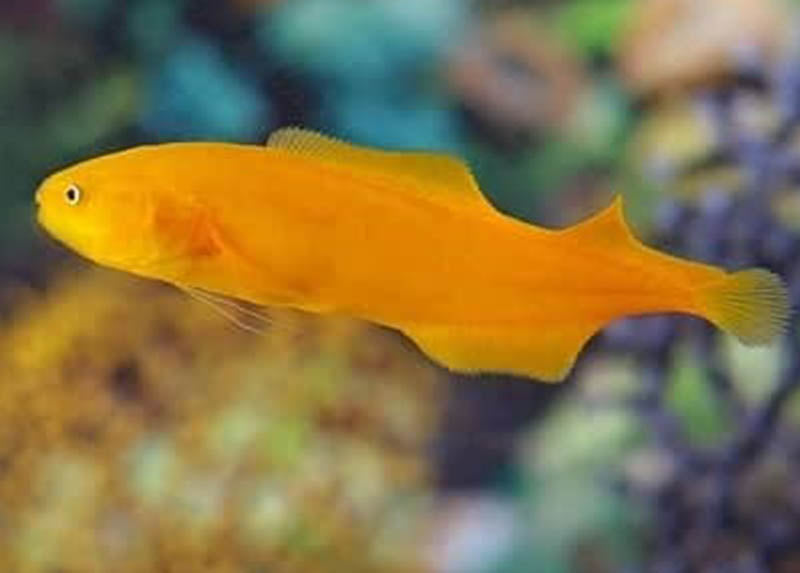 Yellow Brotulalid,  Diancistrus fuscus