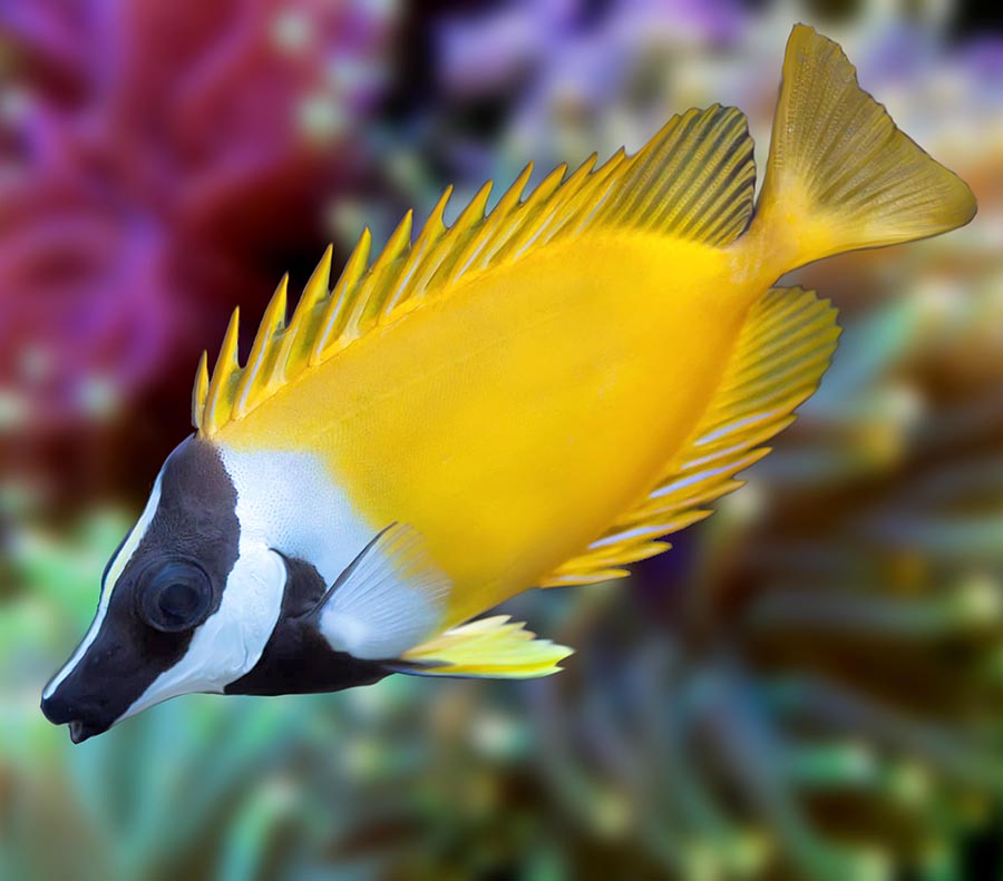 Foxface Rabbitfish, Siganus Vulpinus. – The Reef Experience