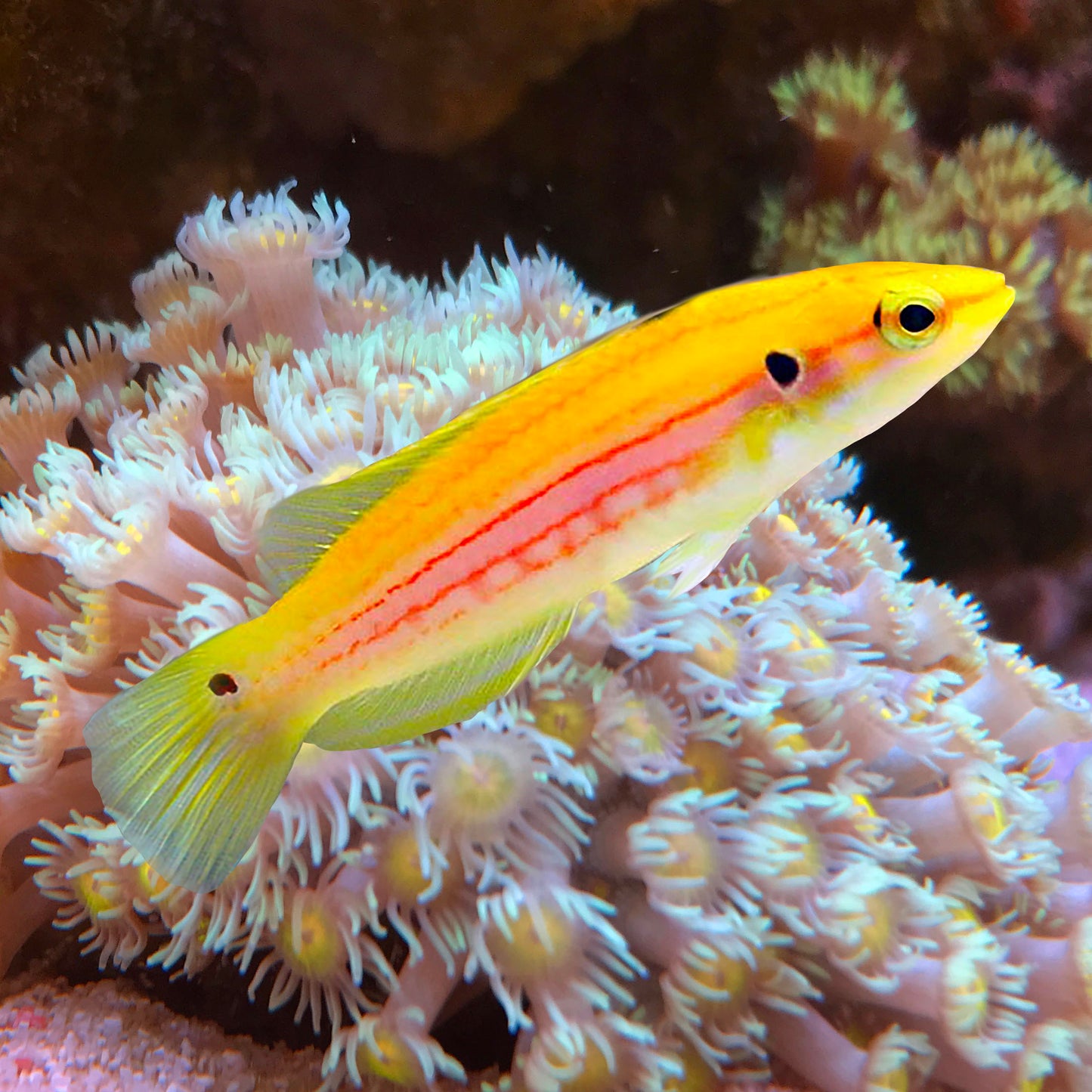 Yellow Candy Hogfish Bodianus bimaculatus