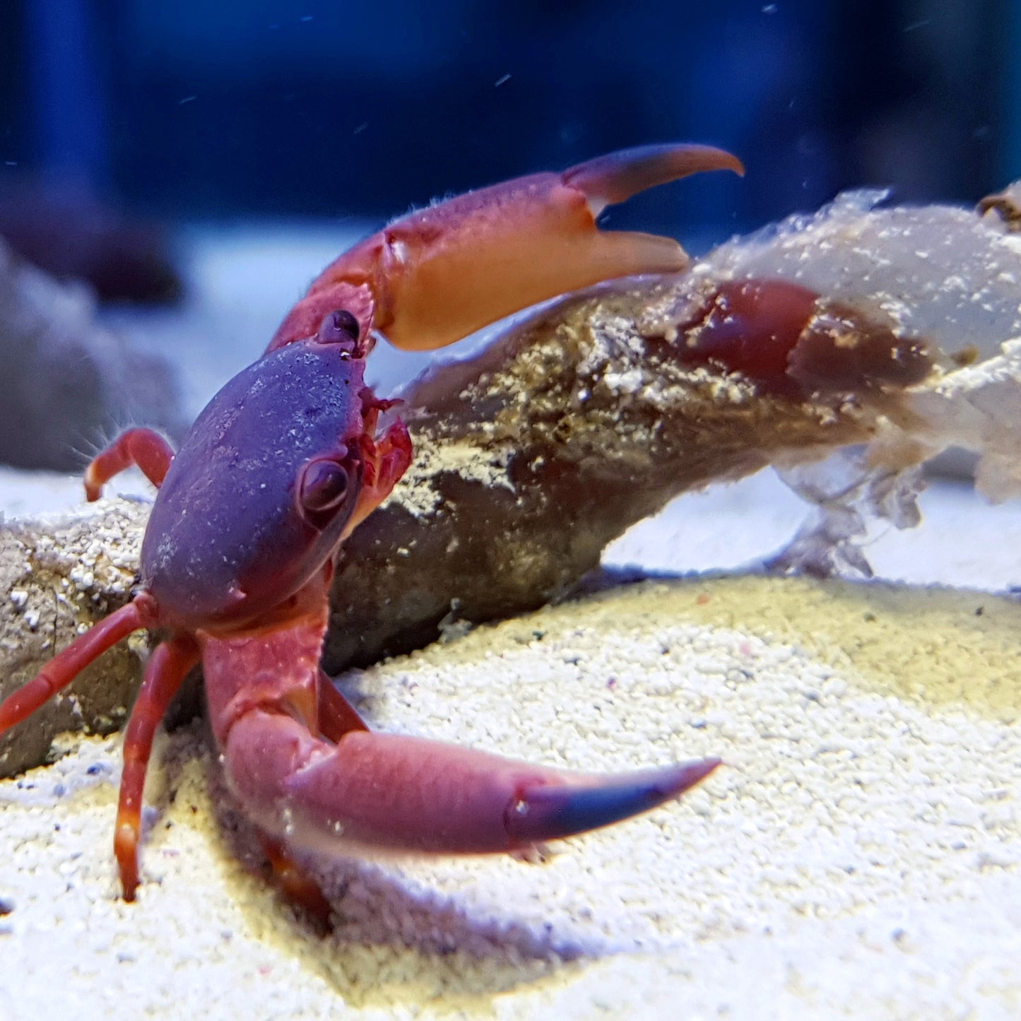 Red Coral Crab, Trapezia cymodoce