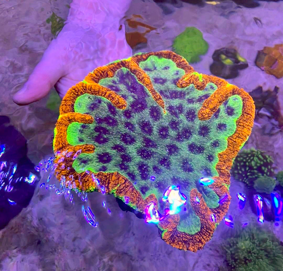 corals-the-reef-experience